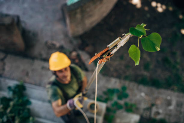 How Our Tree Care Process Works  in South Dennis, NJ